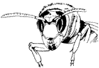 hornet